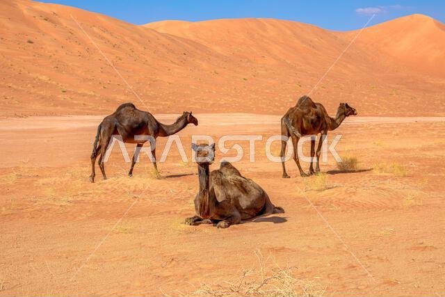 Black camels of Oman are prized for their beauty and speed They grace the festivals, races, and ceremonies of the nation They reflect the heritage and