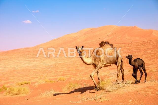 In the Oman Empty Quarter desert, the Black Camel not only endures the harsh environment but also surprises with its unique ability to produce