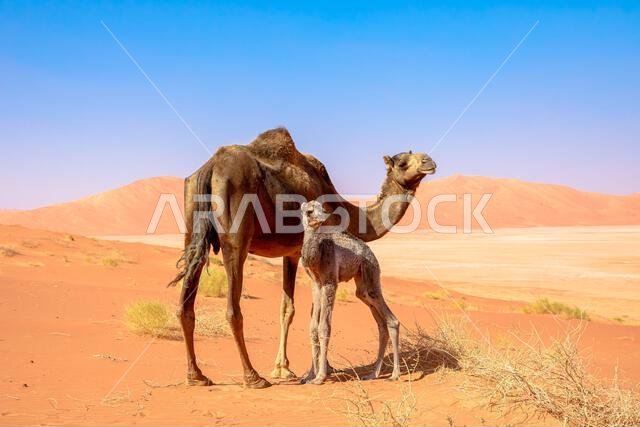 A Black Camel with calf in Oman's Rub' al-Khali desert captivates with its sleek charm and curious gaze, embodying resilience in the arid expanse, a