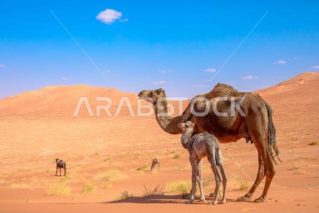 A Black Camel with calfs in Oman's Rub' al-Khali desert captivates with its sleek charm and curious gaze, embodying resilience in the arid expanse, a