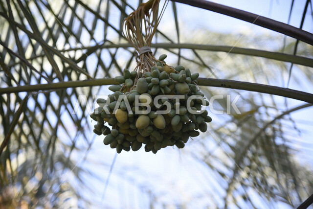 صورة ابداعية لاشجار النخيل المثمرة، زراعة اشجار النخيل، جمال اشجار النخيل المثمرة، مزارع النخيل في المملكة العربية السعودية، الطبيعة في السعودية