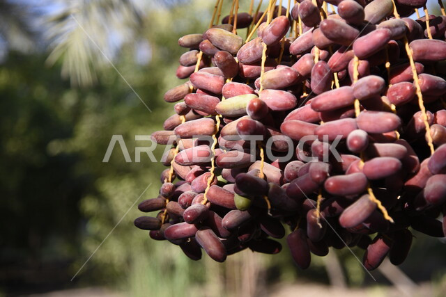 صورة ابداعية لاشجار النخيل المثمرة، زراعة اشجار النخيل، جمال اشجار النخيل المثمرة، مزارع النخيل في المملكة العربية السعودية، الطبيعة في السعودية