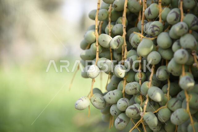 صورة ابداعية لاشجار النخيل المثمرة، زراعة اشجار النخيل، جمال اشجار النخيل المثمرة، مزارع النخيل في المملكة العربية السعودية، الطبيعة في السعودية