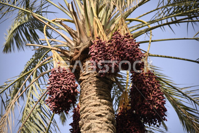 صورة ابداعية لاشجار النخيل المثمرة، زراعة اشجار النخيل، جمال اشجار النخيل المثمرة، مزارع النخيل في المملكة العربية السعودية، الطبيعة في السعودية