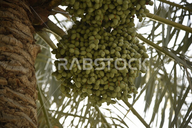 صورة ابداعية لاشجار النخيل المثمرة، زراعة اشجار النخيل، جمال اشجار النخيل المثمرة، مزارع النخيل في المملكة العربية السعودية، الطبيعة في السعودية