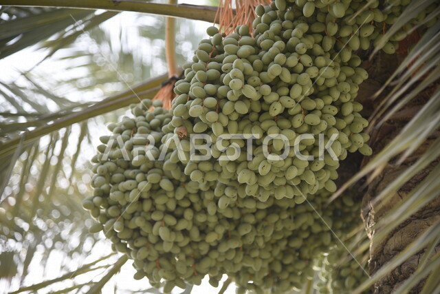 صورة ابداعية لاشجار النخيل المثمرة، زراعة اشجار النخيل، جمال اشجار النخيل المثمرة، مزارع النخيل في المملكة العربية السعودية، الطبيعة في السعودية