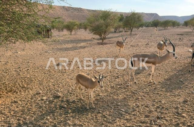 غزلان عربية في منطقة محمية للحياة البرية في المملكة العربية السعودية.