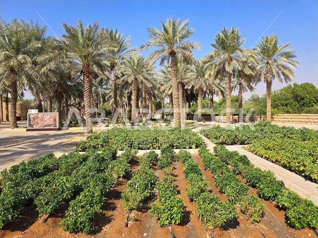 الزراعة على طول وادي حنيفة بالقرب من آثار الدرعية القديمة، بالقرب من الرياض، المملكة العربية السعودية.