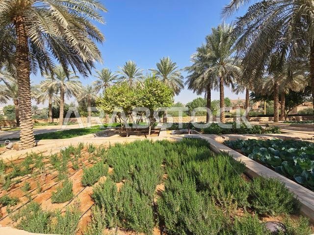 Farming along Wadi Hanifa by the ancient ruins of Diriyah, near Riyadh, Saudi Arabia.