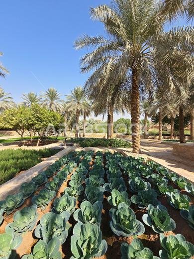 الزراعة على طول وادي حنيفة بالقرب من آثار الدرعية القديمة، بالقرب من الرياض، المملكة العربية السعودية.