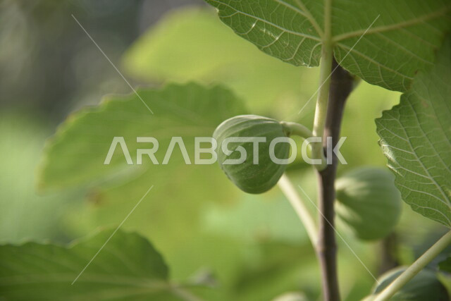 صورة مقربة لثمرة التين في أحد مزارع المملكة العربية السعودية، نباتات خضراء طبيعية، أراضي زراعية، جمال الطبيعة في السعودية، خلفية الطبيعة 