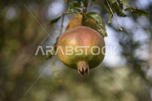 صورة مقربة لثمرة الرمان في أحد مزارع المملكة العربية السعودية، نباتات خضراء طبيعية، اشجار الرمان، أراضي زراعية، جمال الطبيعة في السعودية، خلفية الطبيعة 