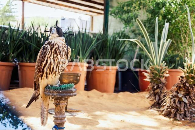 صقر عربي يجلس على مجثمه في فناء مبنى سكني، دبي، الإمارات العربية المتحدة. صورة عالية الجودة