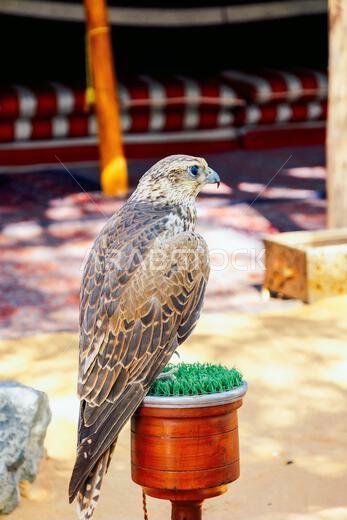 صقر عربي يجلس على مجثمه في فناء مبنى سكني، دبي، الإمارات العربية المتحدة. صورة عمودية. صورة عالية الجودة
