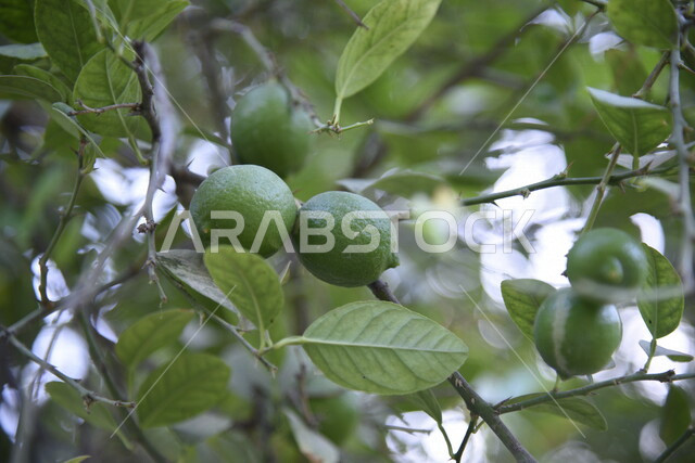 صورة مقربة لثمرة الليمون في أحد مزارع المملكة العربية السعودية، نباتات خضراء طبيعية، اشجار الليمون، أراضي زراعية، جمال الطبيعة في السعودية، خلفية الطبيعة 