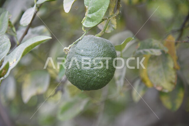 صورة مقربة لثمرة الليمون في أحد مزارع المملكة العربية السعودية، نباتات خضراء طبيعية، اشجار الليمون، أراضي زراعية، جمال الطبيعة في السعودية، خلفية الطبيعة 