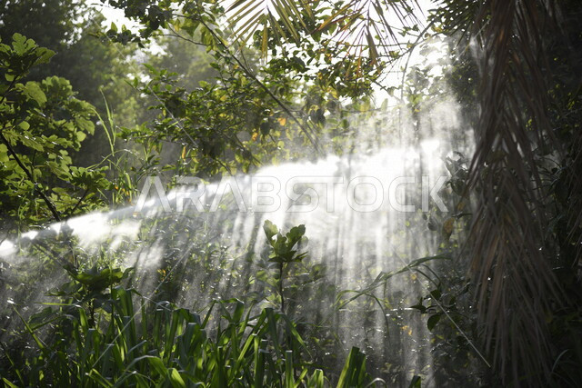 صورة لاشعة الشمس من خلف النباتات الخضراء في المملكة العربية السعودية، نباتات خضراء طبيعية، جمال الطبيعة في السعودية، اشعة الشمس، خلفية للطبيعة