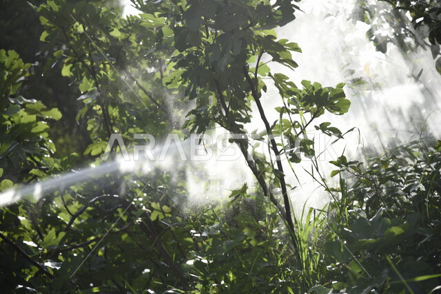 صورة لاشعة الشمس من خلف النباتات الخضراء في المملكة العربية السعودية، نباتات خضراء طبيعية، جمال الطبيعة في السعودية، اشعة الشمس، خلفية للطبيعة