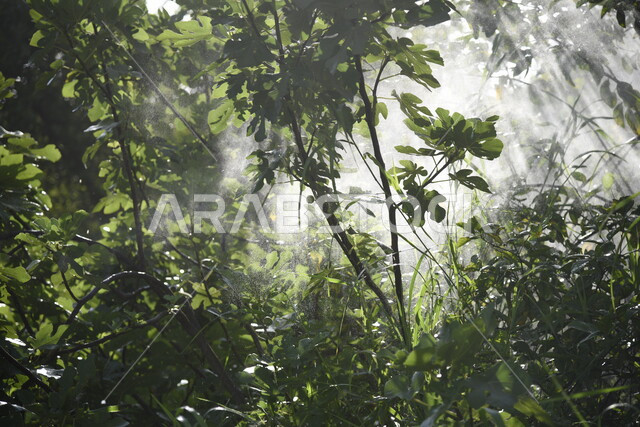 صورة لاشعة الشمس من خلف النباتات الخضراء في المملكة العربية السعودية، نباتات خضراء طبيعية، جمال الطبيعة في السعودية، اشعة الشمس، خلفية للطبيعة