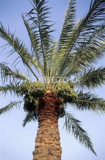 دول الخليج، المملكة العربية السعودية، أشجار النخيل مع التمور.