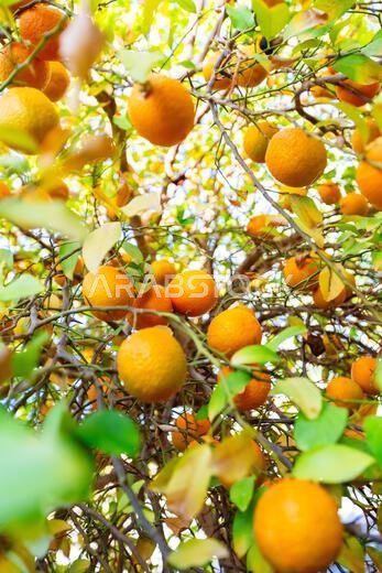 Vibrant orange fruits hang from a leafy tree in a sunlit orchard. The scene conveys freshness, abundance, and warm seasonal charm, perfect for stories