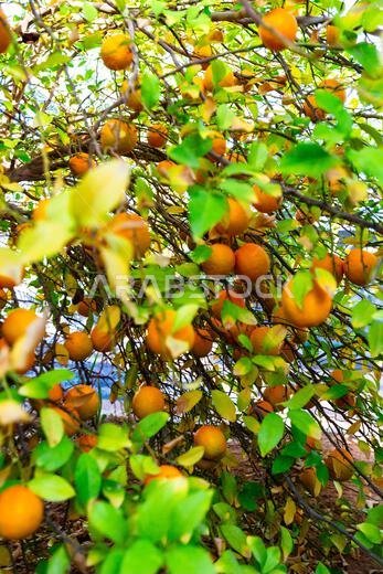 A thriving orange tree heavy with bright oranges and fresh green leaves. Sunlight filters through branches, creating a warm, natural scene suitable fo