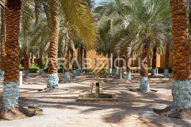 Lush palm trees in the gardens of Murabba Historical Palace in Riyadh, Saudi Arabia
