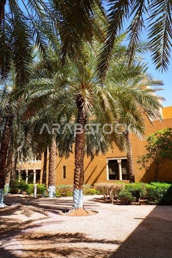 Lush palm trees in the gardens of Murabba Historical Palace in Riyadh, Saudi Arabia
