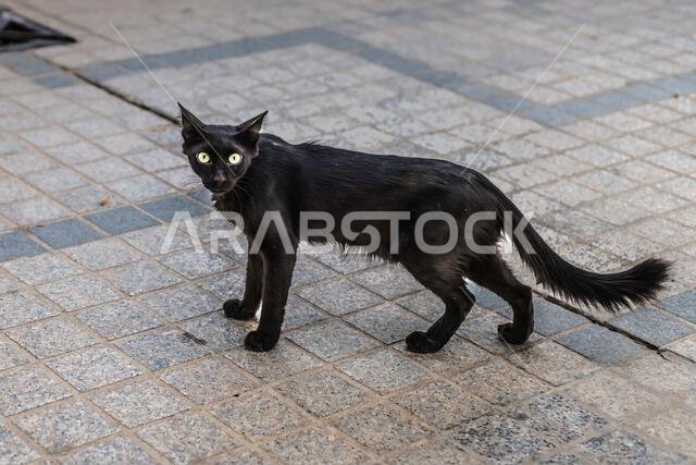 Feral cat with bright eyes- Al Zel Souq- Riyadh