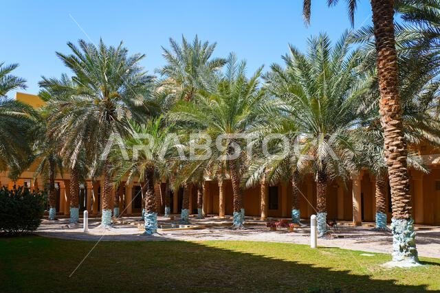 أشجار النخيل الوارفة في حدائق قصر المربع التاريخي في الرياض، المملكة العربية السعودية