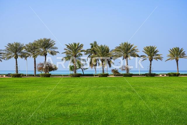 Immaculate green lawn and palm trees along the Red Sea coast in King Abdullah Economic City (KAEC), Saudi Arabia