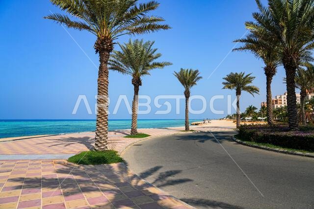 ممشى ساحلي خلاب مزين بأشجار النخيل على ساحل البحر الأحمر في مدينة الملك عبد الله الاقتصادية (KAEC)، المملكة العربية السعودية