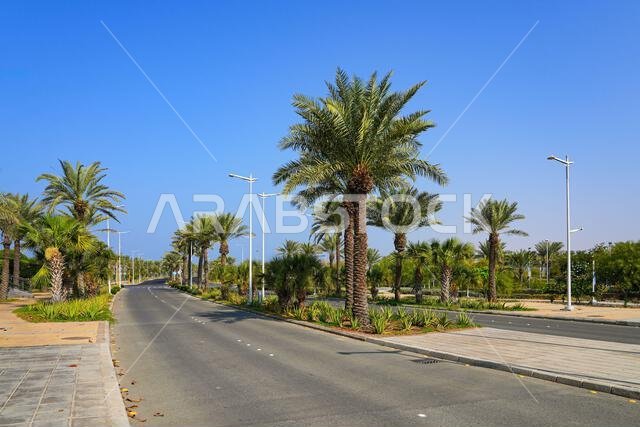 Lush landscaped Bay La Sun Avenue with palm trees in King Abdullah Economic City (KAEC), Saudi Arabia Lush landscaped Bay La Sun Avenue with palm trees in King Abdullah Economic City (KAEC), Saudi Arabia