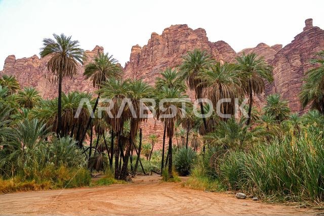 جذوع أشجار نخيل محترقة نتيجة ممارسات الزراعة التقليدية في واحة وادي الديسة بالقرب من تبوك في المملكة العربية السعودية
