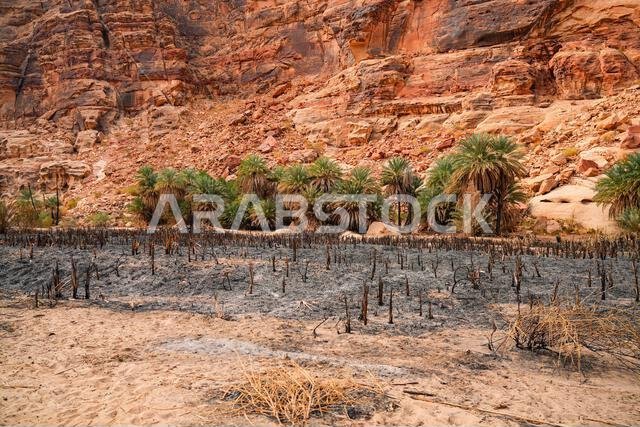 آثار حرق الأراضي الزراعية في واحة وادي الديسة التاريخية بالقرب من تبوك في المملكة العربية السعودية