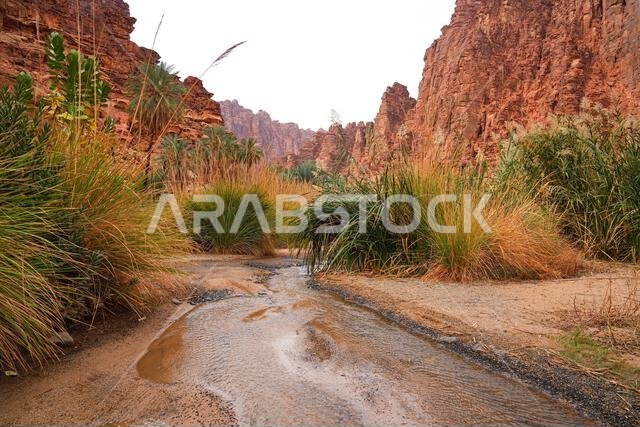 Dramatic sandstone cliffs and water stream in the Wadi Al Disah canyon near Tabuk in Saudi Arabia