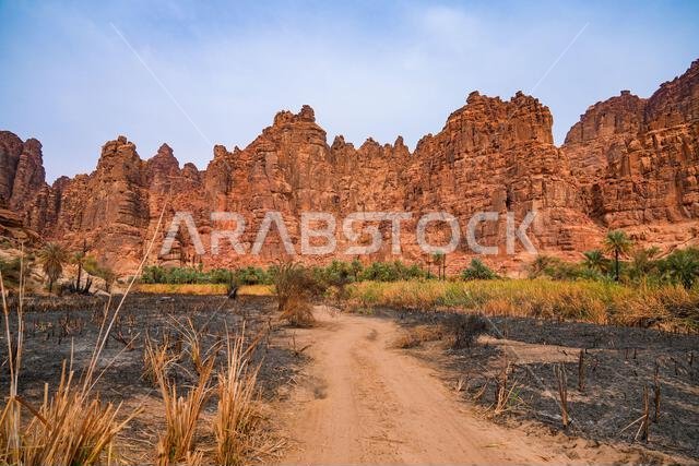 The aftermath of agricultural burning in the historic Wadi Al Disah oasis near Tabuk in Saudi Arabia