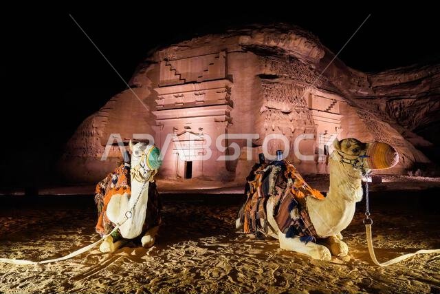Camels resting in front of illuminated Nabataean tombs at night, Hegra in Hegra, AlUla, Saudi Arabia Camels resting in front of illuminated Nabataean tombs at night, Hegra in Hegra, AlUla, Saudi Arabia