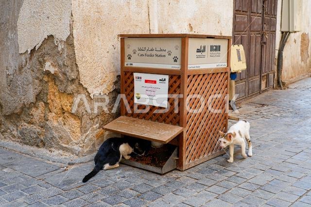 Official cats feeder station in the historic district of Al-Balad, the Old Town of Jeddah, Saudi Arabia