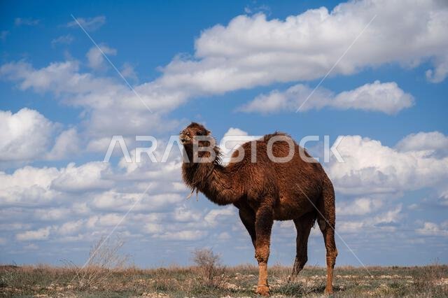 جمل وحيد في كثيب رملي صحراوي تحت سماء زرقاء