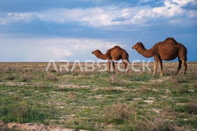 بعض الجمال في السهوب على خلفية السماء الزرقاء.
