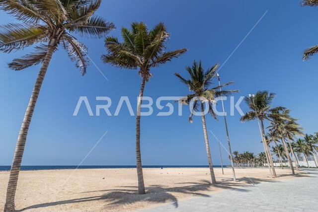 Palm lined beach at corniche promenade in Jeddah, Saudi Arabia