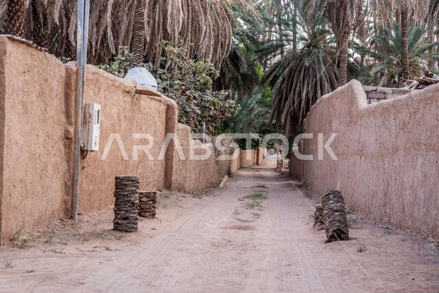 Path in date palm groves near Al Ula, Saudi Arabia Path in date palm groves near Al Ula, Saudi Arabia