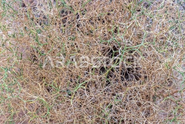 Launaea spinosa plant near  Al Ula, Saudi Arabia