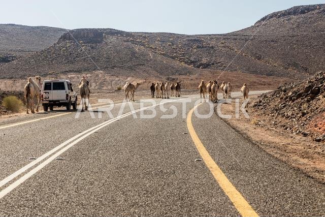 جمال على الطريق 8788 المؤدي إلى وادي ديسة، المملكة العربية السعودية جمال على الطريق 8788 المؤدي إلى وادي ديسة، المملكة العربية السعودية