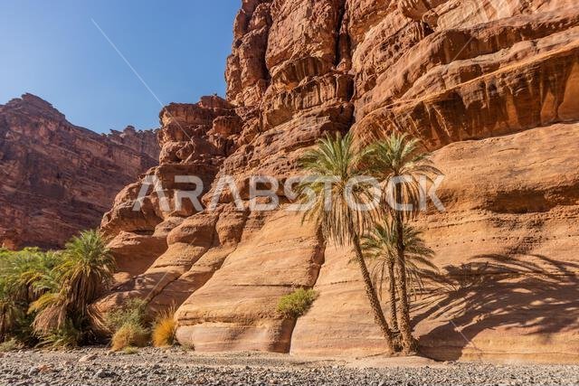 Palms in  Wadi Disah canyon, Saudi Arabia