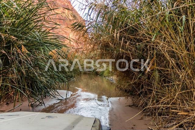 مسار عبر القصب في وادي ديسة، المملكة العربية السعودية