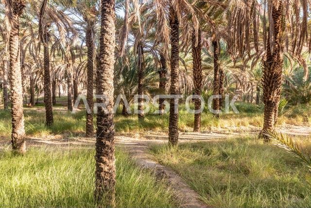Date palm grove near Al Ula, Saudi Arabia