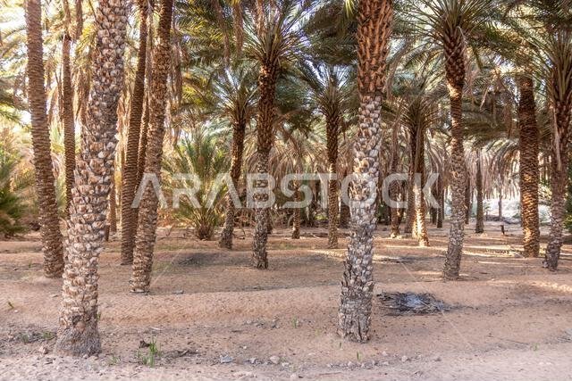 Date palm grove near Al Ula, Saudi Arabia Date palm grove near Al Ula, Saudi Arabia