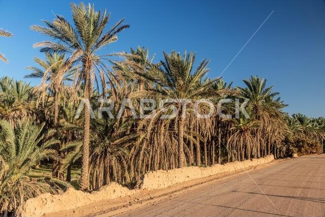 بستان نخيل بالقرب من العلا، المملكة العربية السعودية